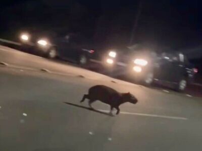 Imagem da notícia Capivaras tomam avenida em Costa Rica e acendem alerta para motoristas